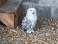 Wildpark Aurach 