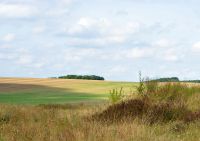 Felder der Champagne