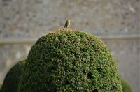 Aussichtspunkt für Rotkehlchen