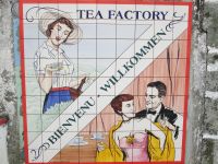 Einfahrt zur Teeplantage Gorreana