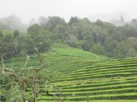 Teeplantage Gorreana