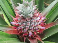 Ananasplantage bei Ponta Delgada: Blühende Ananas