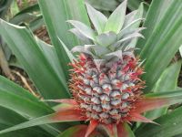 Ananasplantage bei Ponta Delgada: Blühende Ananas