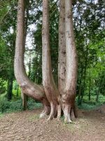 9. Tag – Spaziergang im Coole Park