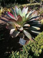 Botanischer Garten in Funchal