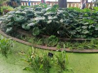 Botanischer Garten in Funchal