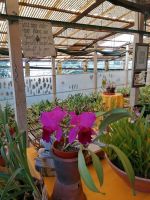 Orchideen Garten in Funchal