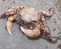Eine japanische Krabbe, Büsum
