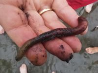 Der Wattwurm, Büsum