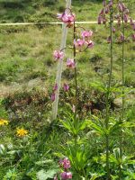 119 Allmendhubel - Flower Trail