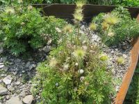 121 Allmendhubel - Flower Trail