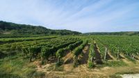 Singlereise Kroatien - Fahrt durch das Weinanbaugebiet bei Vrbnik