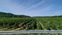 Singlereise Kroatien - Fahrt durch das Weinanbaugebiet bei Vrbnik