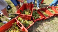 Singlereise Kroatien - während der Weinlese