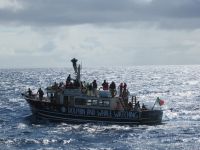 Wale und Delphine vor den Azoren sind keine Seltenheit