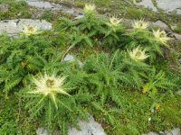 Alpenkratzdistel