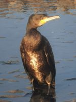Kormoran am Strand von Büsum