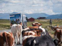 Kühe auf dem Milchweg - Radtour Mjølkevegen