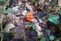 Tag 2 Wanderung im Müllerthal, Luxemburg