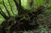 Tag 7 Wanderung zur Saarschleife 