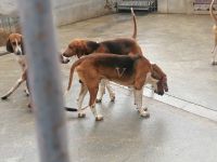 Schloss Cheverny- Jagdhunde