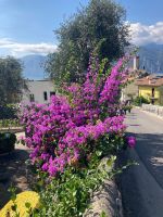 Blumenpracht