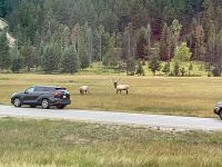 Fahrt in den Jasper Nationalpark - wir sehen 2 Waipiti Jungtiere und einen Bullen
