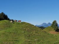 Kühe auf dem Zahmen Kaiser