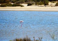 rosa Flamingo in der Camargue