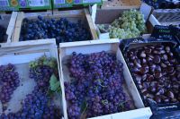 Herbsternte im Elsass