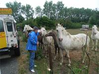 Wilde Pferde ganz zahm