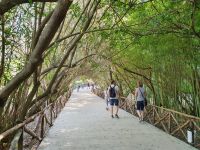 Syrakus, archäologische Zone, Oleanderwald