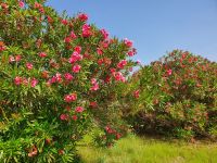 Syrakus, Oleanderblüte