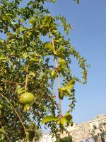 Syrakus, Granatapfel