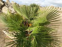 Selinunte, Zwergpalme