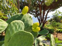 Lipari, Opuntien