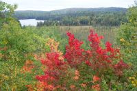 50  Algonquin Park 