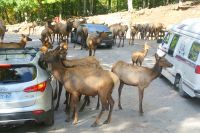 71  Wapiti HIrsche auf Möhrensuche