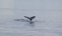 182 Whale Watching Tadoussac