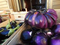 Auberginen Kalabrien 