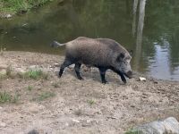 Das Wildschwein rennt im Omega Wildpark