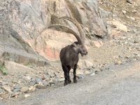 Ich habe das laengste Geweih im Wildpark 