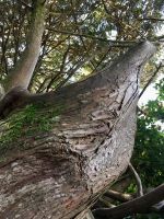 Rinde der Urzeder im Regenwald