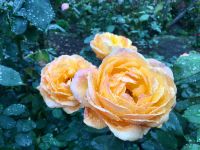 Alle Rosen bluehen auch ende September in Butchart Gaerten