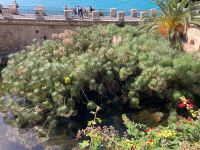 Süßwasserquelle in Siracusa