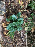 Akantusblatt