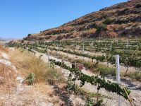 Weingut 