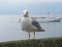  liparische Möwe