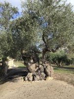 0007 Uralt-Olivenbaum
