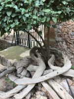 0012 Gärten von Alfabia